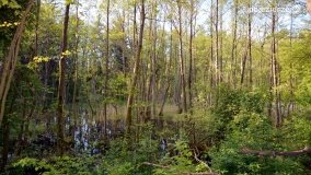 „Czady biesów” - cudowna i dzika kraina - zdjęcie 13