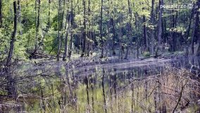 „Czady biesów” - cudowna i dzika kraina - zdjęcie 12