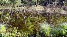 „Czady biesów” - cudowna i dzika kraina - zdjęcie 1