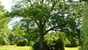 Magiczny pałac w Kołaczkowie - zdjęcie 30