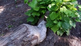 Wędrując po Parku Krajobrazowym Promno - zdjęcie 37