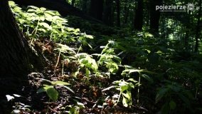 Wędrując po Parku Krajobrazowym Promno - zdjęcie 30