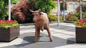 Ryczywół – miejscowość z wołem na rynku - zdjęcie 6