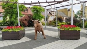 Ryczywół – miejscowość z wołem na rynku - zdjęcie 3