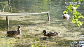 Wakacyjny Skorzęcin w obiektywie - zdjęcie 43