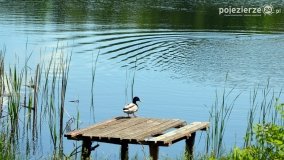 Wakacyjny Skorzęcin w obiektywie - zdjęcie 20