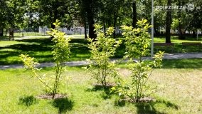 Park Trzech Kultur - zdjęcie 20