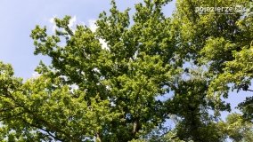 Park Trzech Kultur - zdjęcie 10