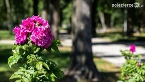 Park Trzech Kultur - zdjęcie 6