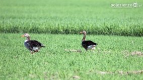 Przyroda na zdjęciach Anny Woźniak - zdjęcie 28