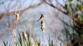 Przyroda na zdjęciach Anny Woźniak - zdjęcie 24