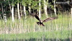 Przyroda na zdjęciach Anny Woźniak - zdjęcie 23