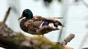 Przyroda na zdjęciach Anny Woźniak - zdjęcie 20