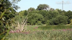 Przyroda na zdjęciach Anny Woźniak - zdjęcie 18