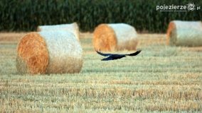 Przyroda na zdjęciach Anny Woźniak - zdjęcie 14