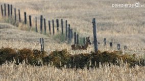 Przyroda na zdjęciach Anny Woźniak - zdjęcie 9