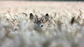 Przyroda na zdjęciach Anny Woźniak - zdjęcie 1