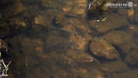 Mosty na Małej Wełnie - zdjęcie 53