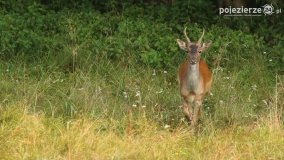 Czas na rykowisko... - zdjęcie 20