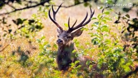 Czas na rykowisko... - zdjęcie 19