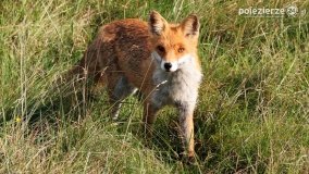 Czas na rykowisko... - zdjęcie 18