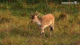 Czas na rykowisko... - zdjęcie 17