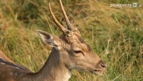 Czas na rykowisko... - zdjęcie 16