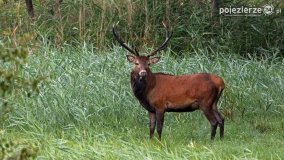 Czas na rykowisko... - zdjęcie 15