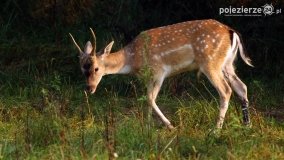 Czas na rykowisko... - zdjęcie 14