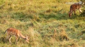 Czas na rykowisko... - zdjęcie 13