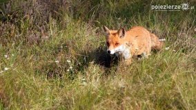 Czas na rykowisko... - zdjęcie 12