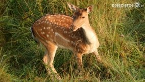 Czas na rykowisko... - zdjęcie 10