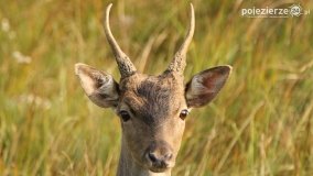 Czas na rykowisko... - zdjęcie 9