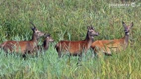 Czas na rykowisko... - zdjęcie 8