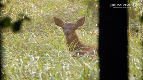 Czas na rykowisko... - zdjęcie 7