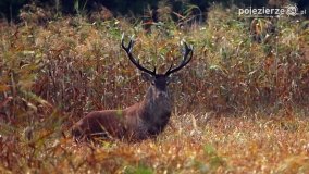 Czas na rykowisko... - zdjęcie 6