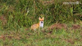 Czas na rykowisko... - zdjęcie 3