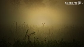 Czas na rykowisko... - zdjęcie 2