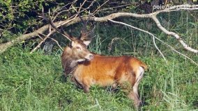 Czas na rykowisko... - zdjęcie 1