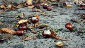 Poszukiwanie jesieni w parku w Czerniejewie - zdjęcie 34