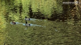 Poszukiwanie jesieni w parku w Czerniejewie - zdjęcie 22