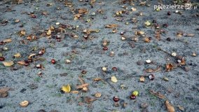 Poszukiwanie jesieni w parku w Czerniejewie - zdjęcie 18