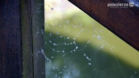 Poszukiwanie jesieni w parku w Czerniejewie - zdjęcie 16