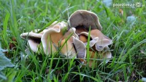 Poszukiwanie jesieni w parku w Czerniejewie - zdjęcie 15