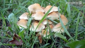 Poszukiwanie jesieni w parku w Czerniejewie - zdjęcie 7