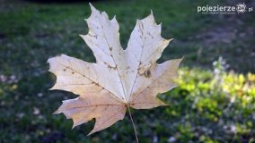 Poszukiwanie jesieni w parku w Czerniejewie - zdjęcie 1