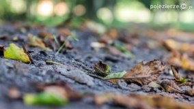 Park w Lubostroniu w jesiennej szacie - zdjęcie 16