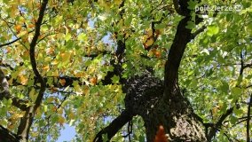 Park w Lubostroniu w jesiennej szacie - zdjęcie 14