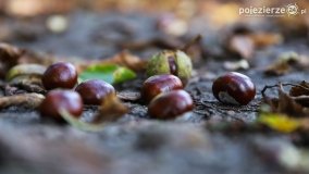 Park w Lubostroniu w jesiennej szacie - zdjęcie 10