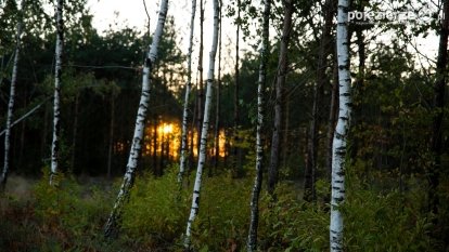 Spacer po ścieżkach Leśnictwa Brody